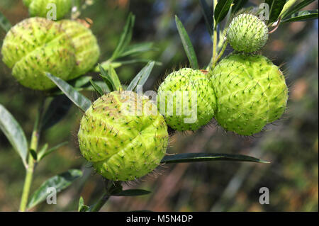 Balloonplant ou coton ballon bush le ferme de montagne Banque D'Images