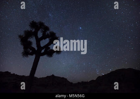 Joshua trees sous les étoiles . Banque D'Images