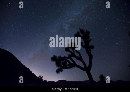 Joshua trees sous les étoiles . Banque D'Images