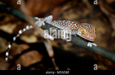 Gecko thaï clam petite bite belle Banque D'Images