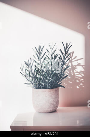 Succulentes Senecio serpens ou Chalksticks bleu en pot sur le tableau blanc au mur, de plante et de l'intérieur concept Banque D'Images