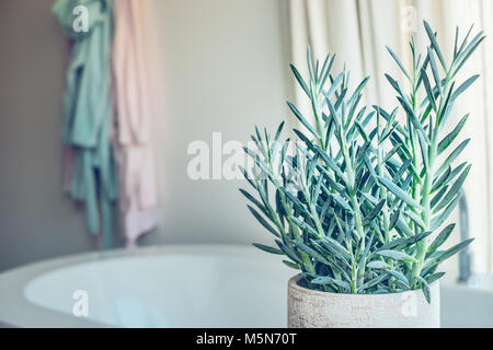 Plante verte chambre succulentes Senecio serpens ou Chalksticks bleu dans la salle de bains, Close up Banque D'Images