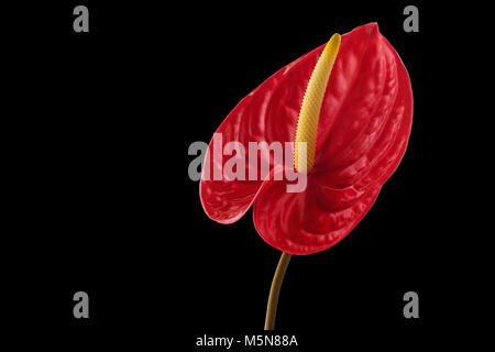 Coup d'anthurium rouge Gros plan sur fond noir. Banque D'Images