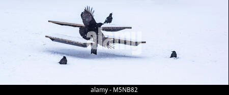 Corvus caurinus, nord-ouest de corbeaux sur park table de pique-nique dans la neige, Vancouver, Colombie-Britannique, Canada. Banque D'Images