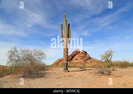 Cactus dans Papago Park, Phoenix, Arizona Banque D'Images