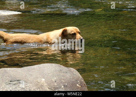 Chien de se rafraîchir dans l'eau du ruisseau en été Banque D'Images