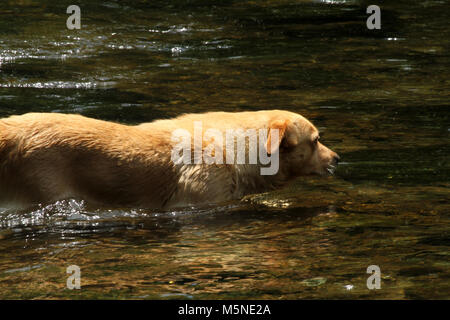 Chien de se rafraîchir dans l'eau du ruisseau en été Banque D'Images