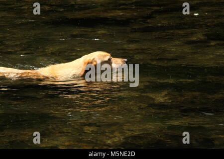 Chien de se rafraîchir dans l'eau du ruisseau en été Banque D'Images