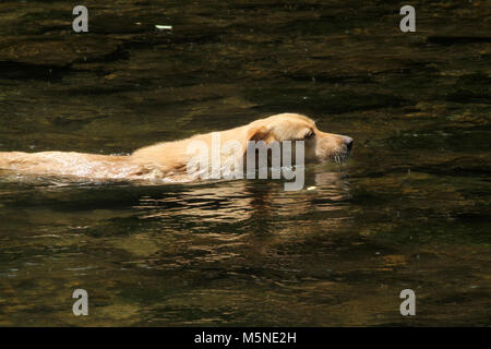 Chien de se rafraîchir dans l'eau du ruisseau en été Banque D'Images