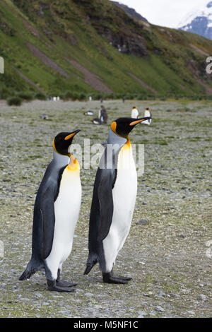 Une paire de manchots royaux debout ensemble sur une plage de rochers. Les deux font face à gauche. Plus de pingouins et une colline herbeuse sont à l'arrière-plan. Banque D'Images