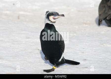 Le cormoran, le Mellanskarv européenne (Phalacrocorax carbo sinensis) Banque D'Images