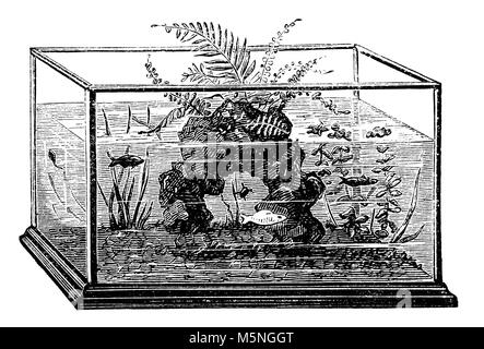 Restaurée à partir d'un numérique fin du 19e siècle l'encyclopédie. Banque D'Images