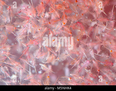 Puce d'eau sur fond blanc Banque D'Images