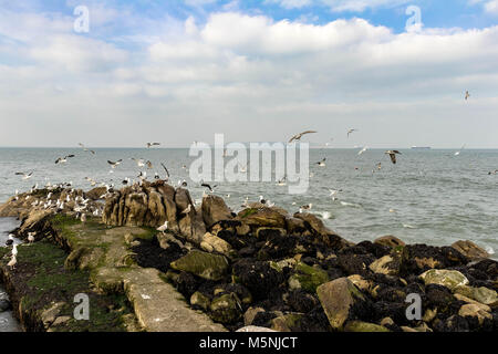 Mouettes au port Bulloch, Dalkey, Dublin. Banque D'Images