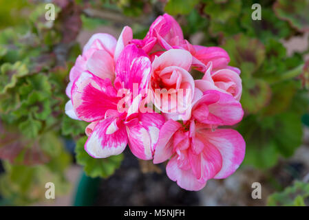 Macro photographie d'un beau géranium rouge dans le jardin Banque D'Images
