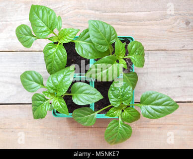 Pots de plants de poivre, debout sur une table en bois Banque D'Images