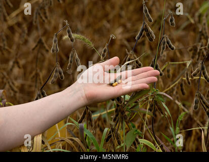 Woman's hand holding prêt pour la récolte des gousses de soja Banque D'Images