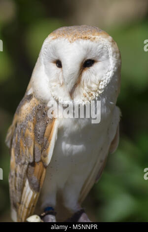 Western Barn Owl ou commun Nom latin Tyto Alba un oiseau de proie nocturne dans toute l'Europe et l'Afrique du Nord Banque D'Images