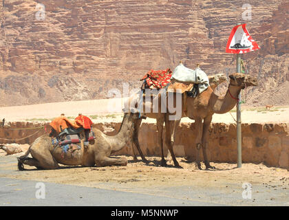 Les chameaux attendent les touristes au village de Wadi Rum en Jordanie Banque D'Images