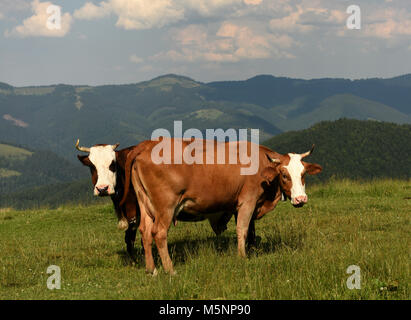 Les vaches sur les pâturages dans les montagnes Banque D'Images