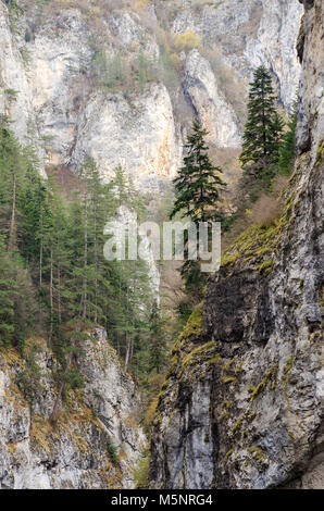 Sapins sur les falaises calcaires abrupts de la gorge de Trigrad, Rhodopes, Bulgarie Banque D'Images