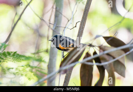 Homme Paruline flamboyante (Setophaga ruticilla) perché dans un arbre avec un fond de feuilles Banque D'Images