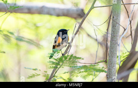 Homme Paruline flamboyante (Setophaga ruticilla) perché dans un arbre avec un fond de feuilles Banque D'Images