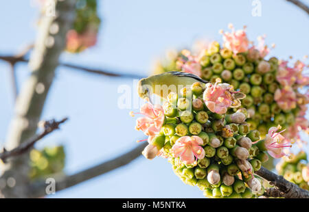 Oriole des vergers masculins (Icterus spurius) perché dans un bel arbre en fleurs au Mexique Banque D'Images