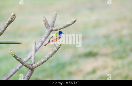 Homme (Passerina ciris Painted Bunting) perché sur des bâtons au Mexique Banque D'Images