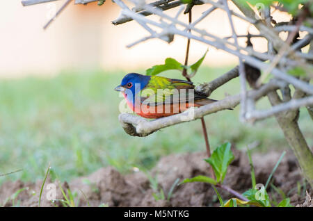 Homme (Passerina ciris Painted Bunting) perché sur des bâtons au Mexique Banque D'Images