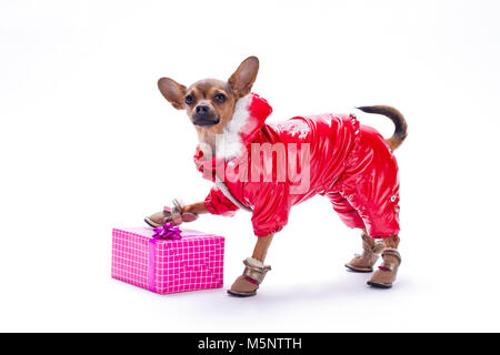 Cute habiller chihuahua avec boîte-cadeau. Banque D'Images