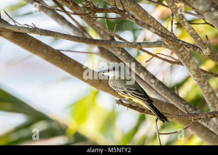 Tyran tritri (Tyrannus melancholicus tropical) Perché sur une branche au Mexique Banque D'Images