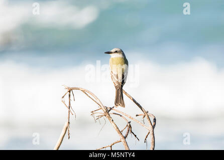 Tyran tritri (Tyrannus melancholicus tropical) Perché sur une branche au Mexique Banque D'Images