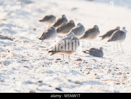 Courlis corlieu (Numenius phaeopus) reposant sur une plage de rochers de sable blanc au Mexique Banque D'Images