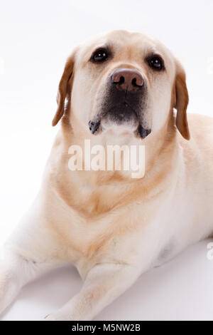 Jeune labrador retriever, plusieurs mois. Banque D'Images