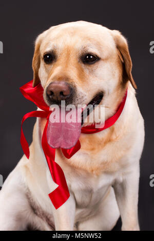 Portrait of cute labrador avec ruban rouge. Banque D'Images