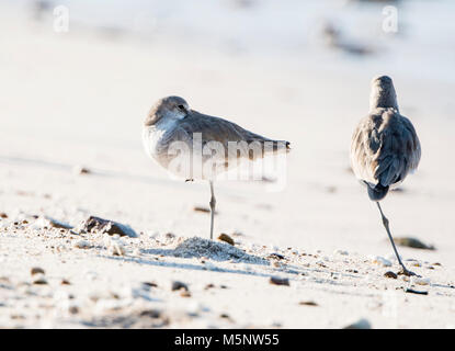 Willet (Tringa semipalmata) reposant sur une plage de rochers de sable blanc au Mexique Banque D'Images