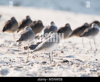 Willet (Tringa semipalmata) reposant sur une plage de rochers de sable blanc au Mexique Banque D'Images