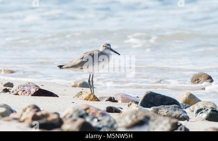 Willet (Tringa semipalmata) reposant sur une plage de rochers de sable blanc au Mexique Banque D'Images