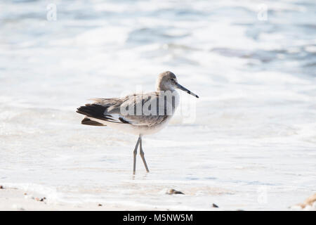 Willet (Tringa semipalmata) reposant sur une plage de rochers de sable blanc au Mexique Banque D'Images