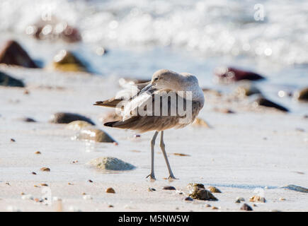 Willet (Tringa semipalmata) reposant sur une plage de rochers de sable blanc au Mexique Banque D'Images