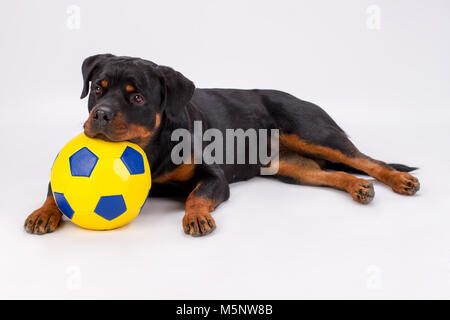 Jolie rottweiler avec ballon de soccer. Banque D'Images