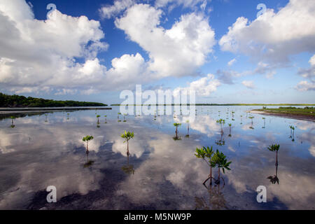 Mangrove à Turneffe Island Resort, Belize Barrier Reef Banque D'Images