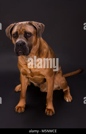 Brown cane corso italiano chien. Banque D'Images