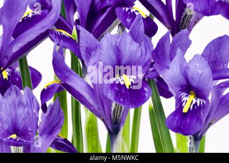 Une belle Iris dynamique (iris germanica) sur un fond blanc Banque D'Images