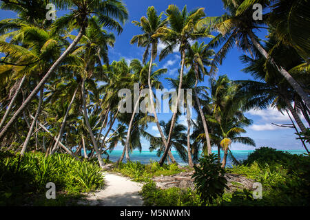 Half Moon Caye National Monument, Turneffe Atoll, Belize Banque D'Images