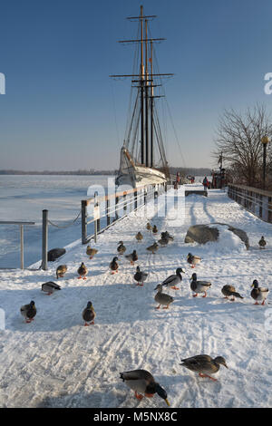 Apprivoiser le Canard colvert sur la neige à Harbourfront jetée à Jardins Musicaux le lac Ontario avec Empire Sandy Row et Toronto Island Banque D'Images