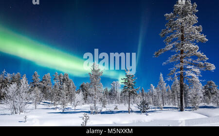 Aurora Borealis haliaeetus incroyable sur la magnifique décor hivernal féérique avec des arbres et de la neige sur une nuit froide en Scandinavie Banque D'Images