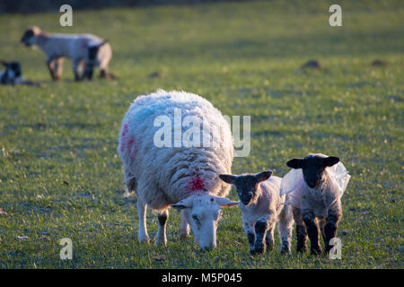 Flintshire, Pays de Galles, Royaume-Uni 25 février 2018, UK Weather : Les températures commencent déjà à tomber comme une masse d'air arctique se dirige vers le Royaume-Uni nommé "la bête de l'est "apportant avec elle des températures très froides et de la neige dans les prochains jours avec Met Office Mises en garde en place pour beaucoup. Un froid glacial et départ pour beaucoup y compris ces agneaux habillés pour l'hiver avec leurs vestes sur plastique dans le village d'Lixwm DGDImages, Flintshire ©/Alamy Live News Banque D'Images