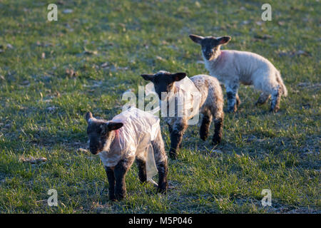 Flintshire, Pays de Galles, Royaume-Uni 25 février 2018, UK Weather : Les températures commencent déjà à tomber comme une masse d'air arctique se dirige vers le Royaume-Uni nommé "la bête de l'est â€il oebringing avec des températures très froides et de la neige dans les prochains jours avec Met Office Mises en garde en place pour beaucoup. Un froid glacial et départ pour beaucoup y compris ces agneaux habillés pour l'hiver avec leurs vestes sur plastique dans le village d'Lixwm DGDImages, Flintshire/Alamy Live News Banque D'Images